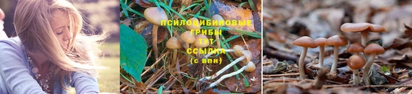прущие крисы Белоозёрский