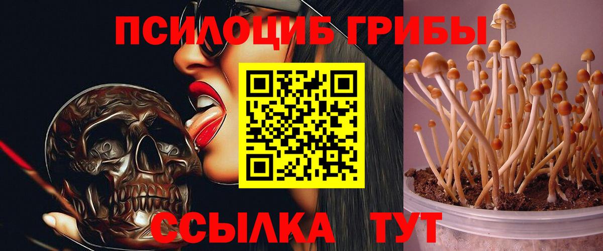 Псилоцибиновые грибы мицелий Гусев